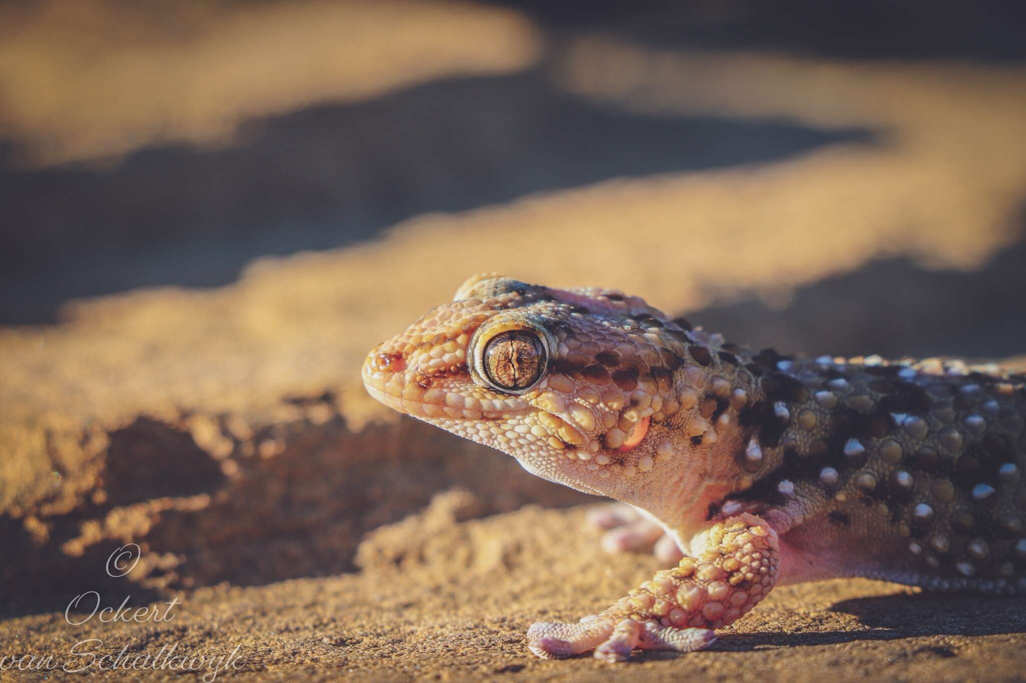 Слика од Chondrodactylus bibronii (Smith 1846)