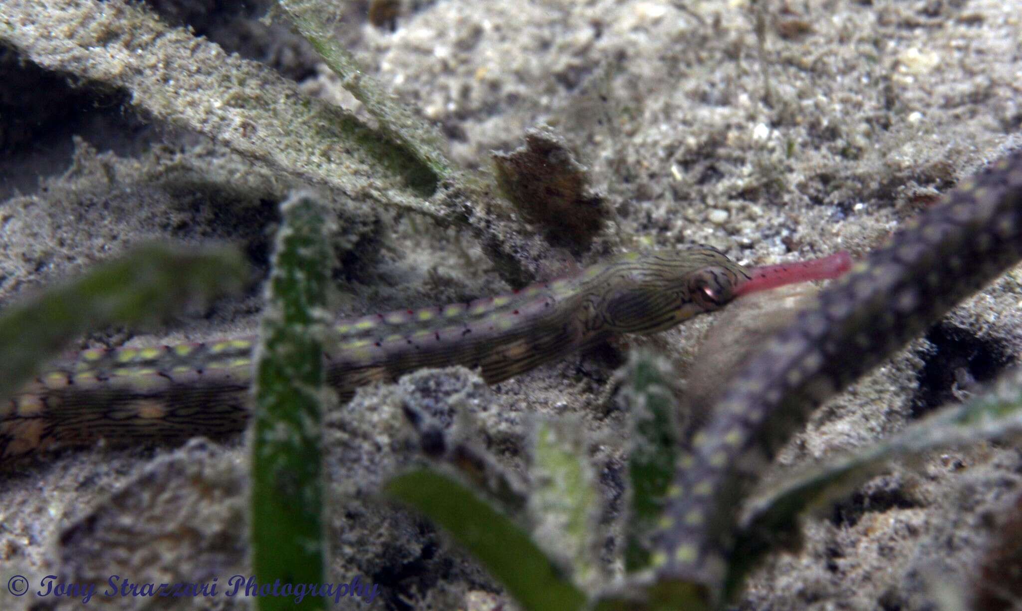 Plancia ëd Corythoichthys haematopterus (Bleeker 1851)