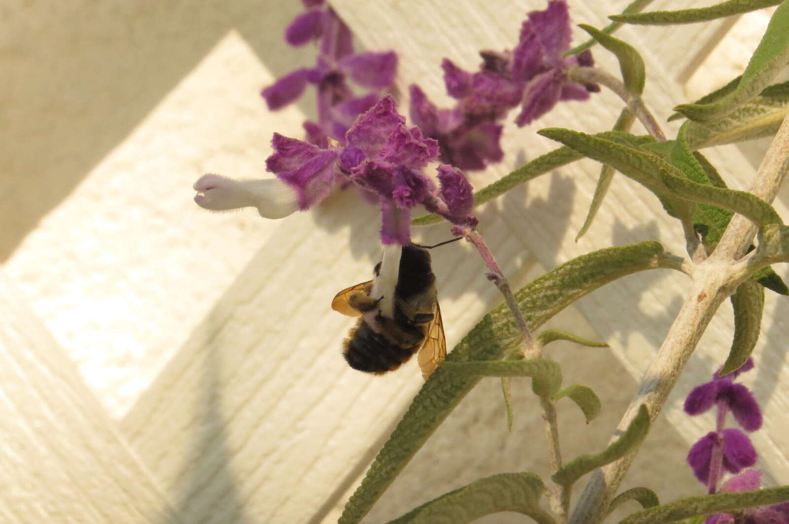 Image of Xylocopa tabaniformis azteca Cresson 1878