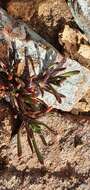 Image of Leptinella pyrethrifolia var. linearifolia (Cheeseman) D. G. Lloyd & C. J. Webb