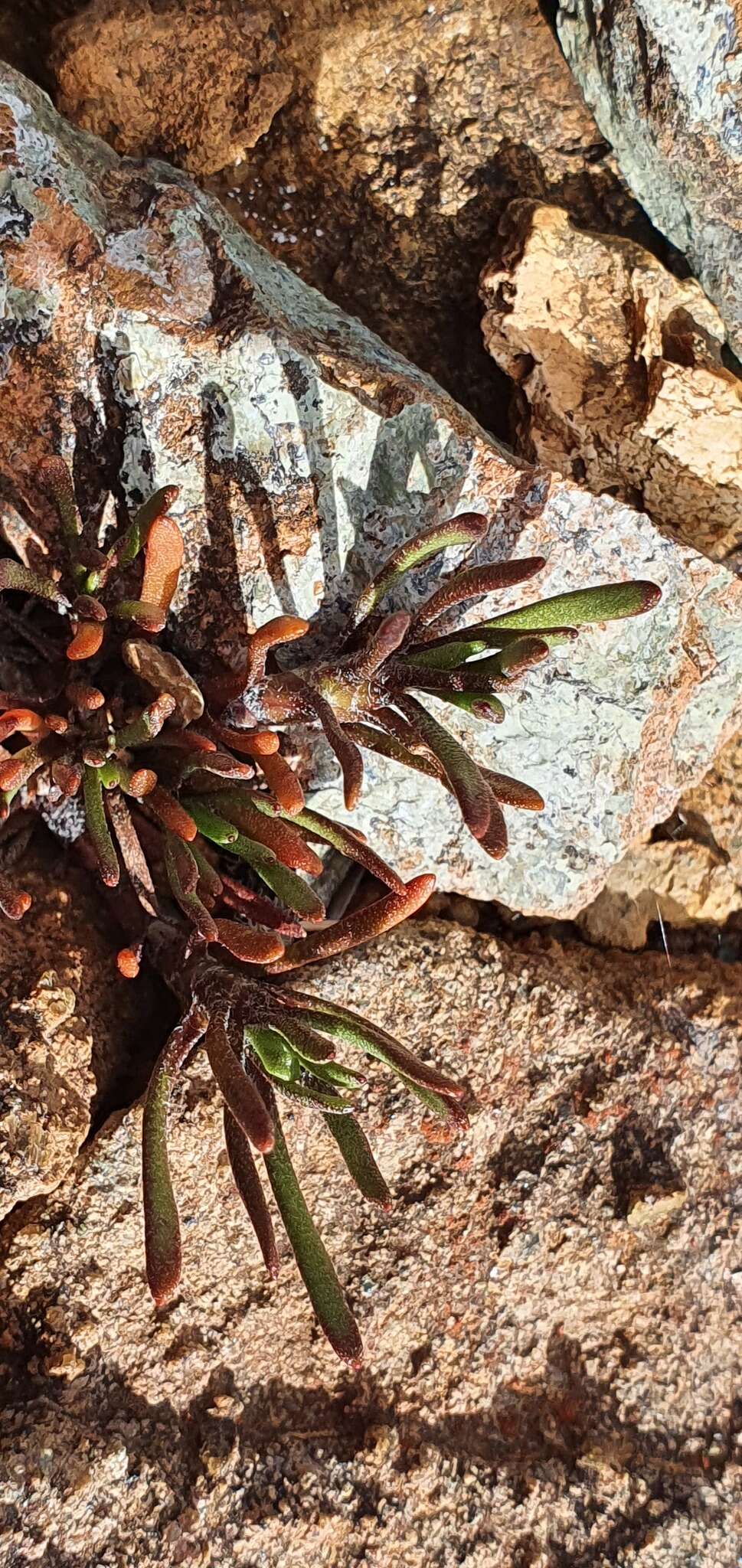 Image of Leptinella pyrethrifolia var. linearifolia (Cheeseman) D. G. Lloyd & C. J. Webb