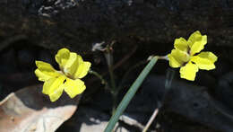 Image of Goodenia macbarronii R. Carolin