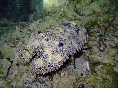 Image of mitten lobsters