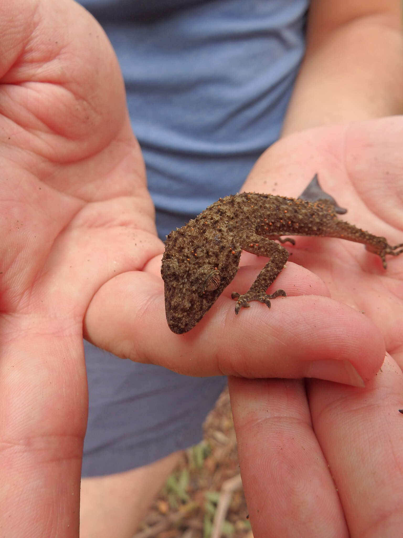 صورة Phyllurus platurus (Shaw 1790)