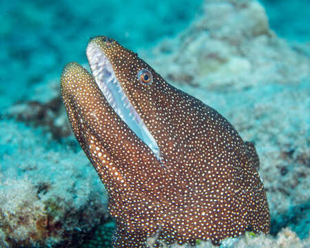 Image of Turkey moray