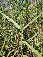 Слика од Phragmites australis subsp. berlandieri (E. Fourn.) Saltonst. & Hauber