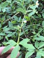 Ranunculus aconitifolius L. resmi