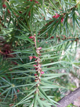 Image of Melichrus erubescens A. Cunn. ex DC.