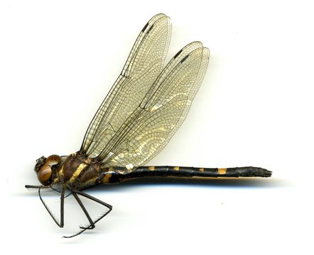 Image of <i>Macromia alleghaniensis</i> Williamson 1909