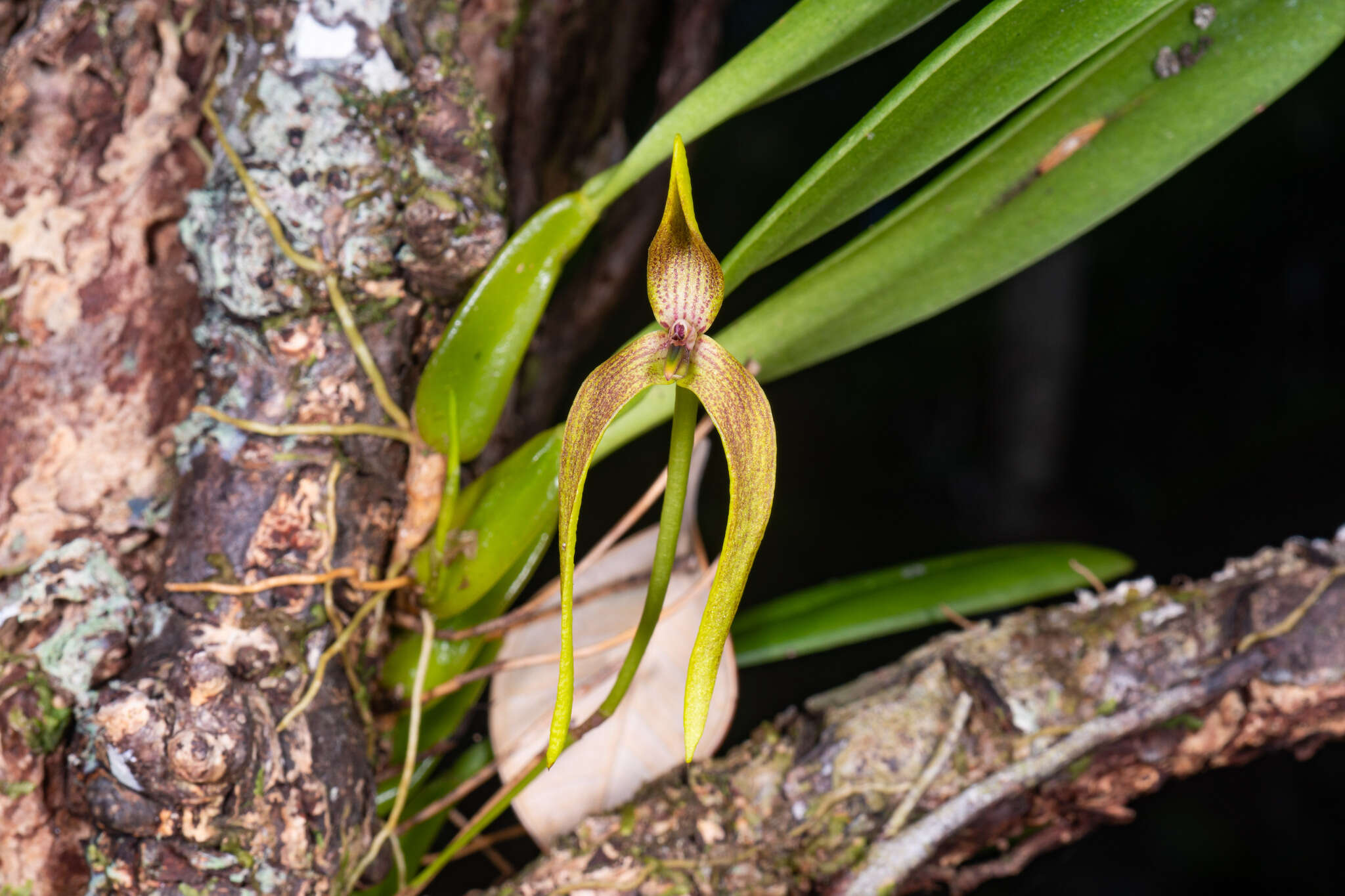 Image de Bulbophyllum baladeanum J. J. Sm.