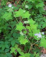 Image of great waterleaf