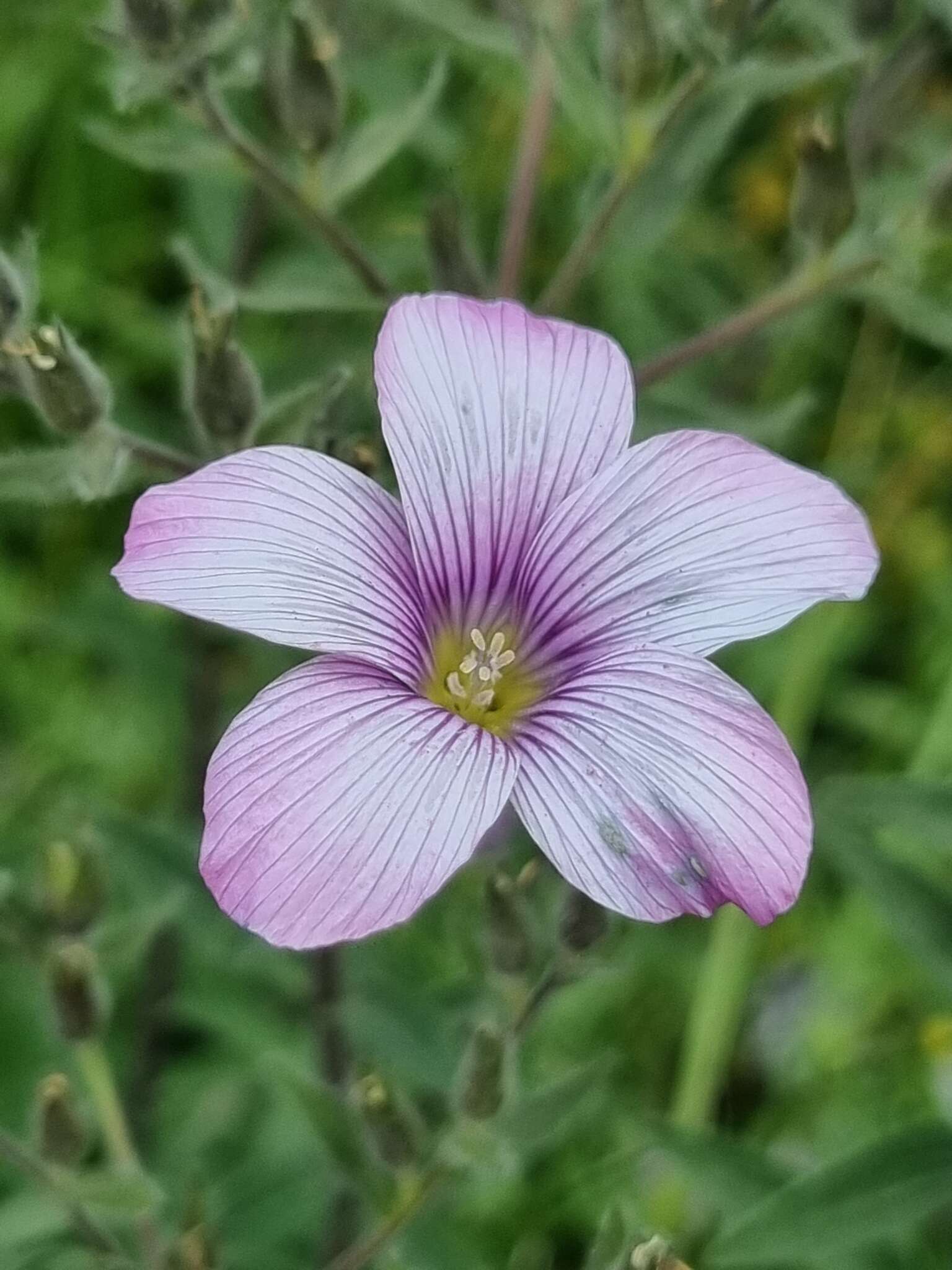 Linum hypericifolium Salisb. resmi