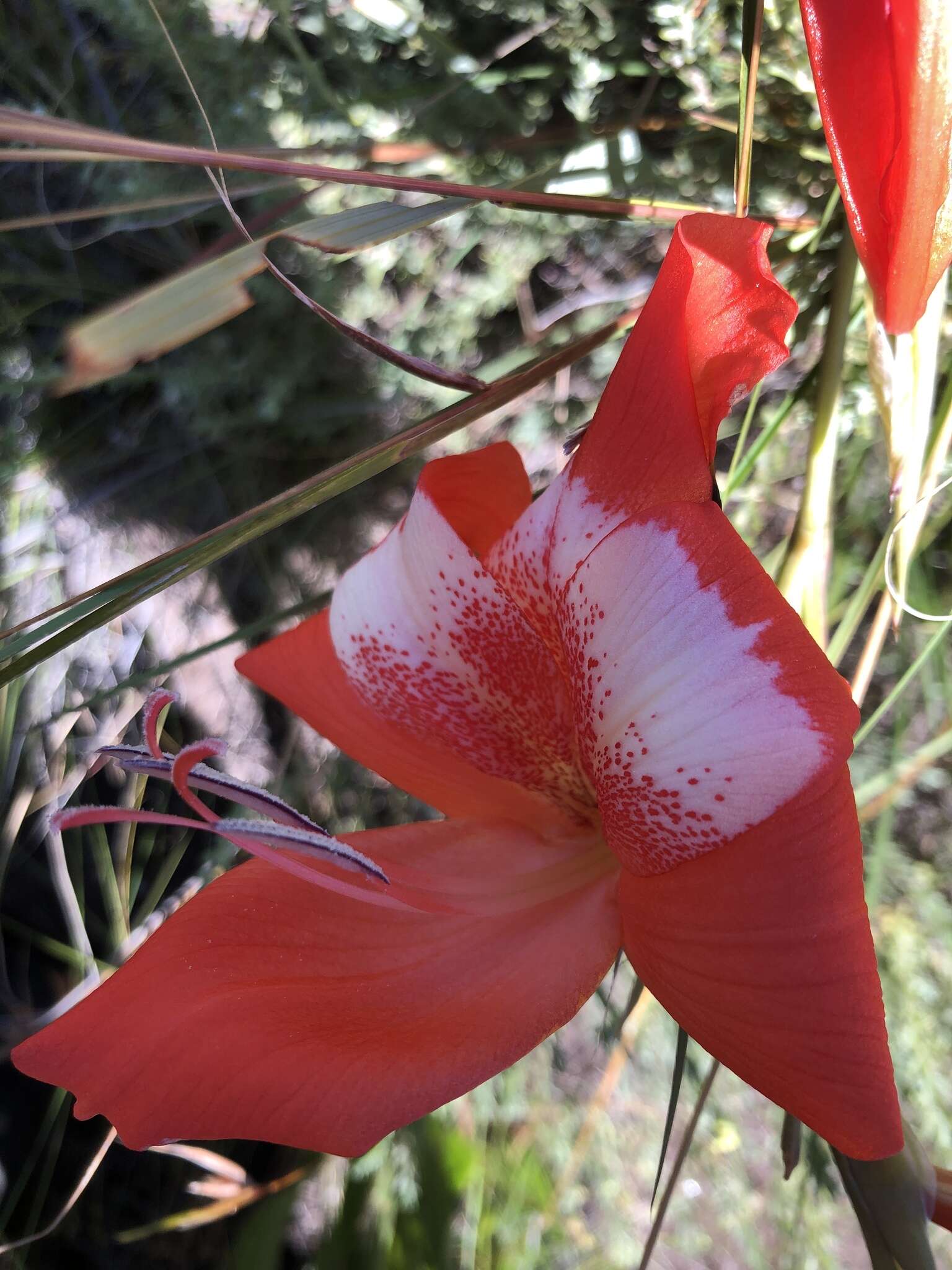 Imagem de Gladiolus saundersii Hook. fil.