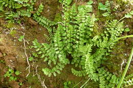 Imagem de Cheilanthes hastata (L. fil.) Kunze