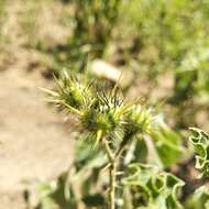 Image of melonleaf nightshade