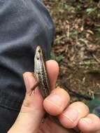 Image of Indian Forest Skink