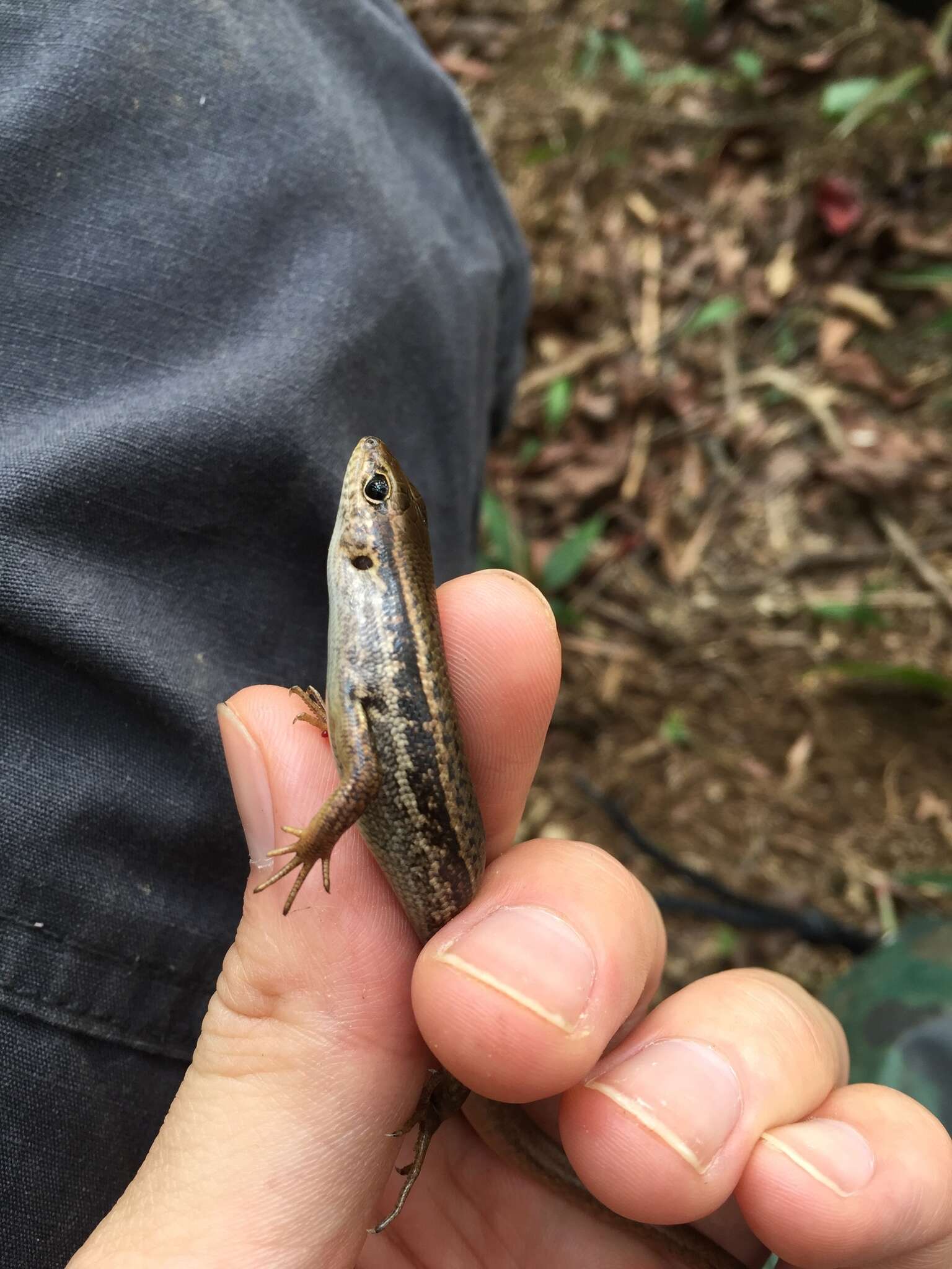 Image of Indian Forest Skink