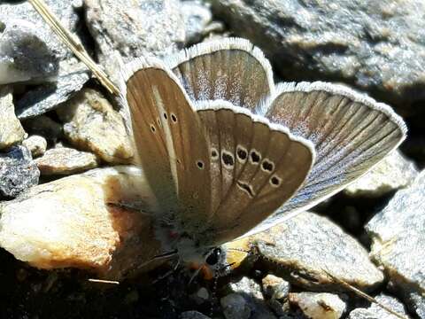 Image of Polyommatus damon