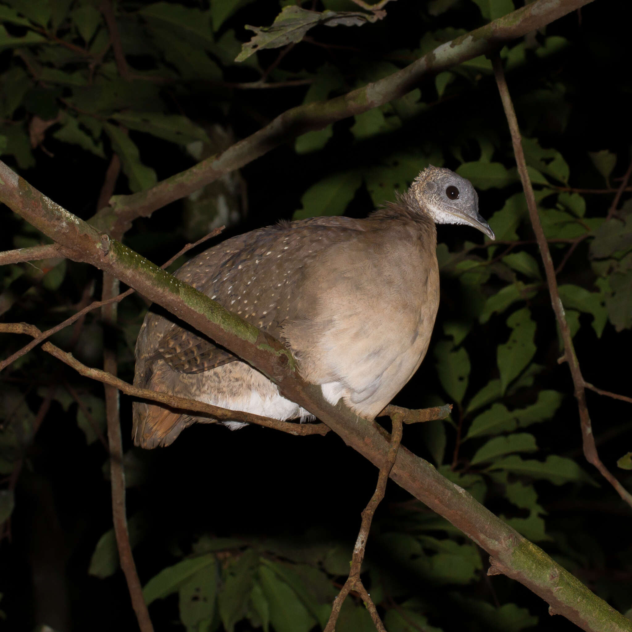 Image of White-throated Tinamou