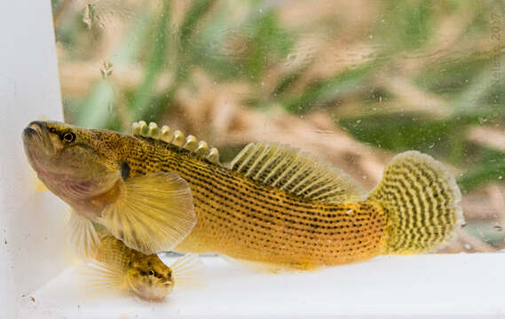 Image of Fantail Darter