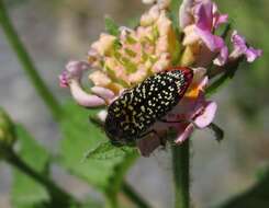 Image de Acmaeodera haemorrhoa Le Conte 1858