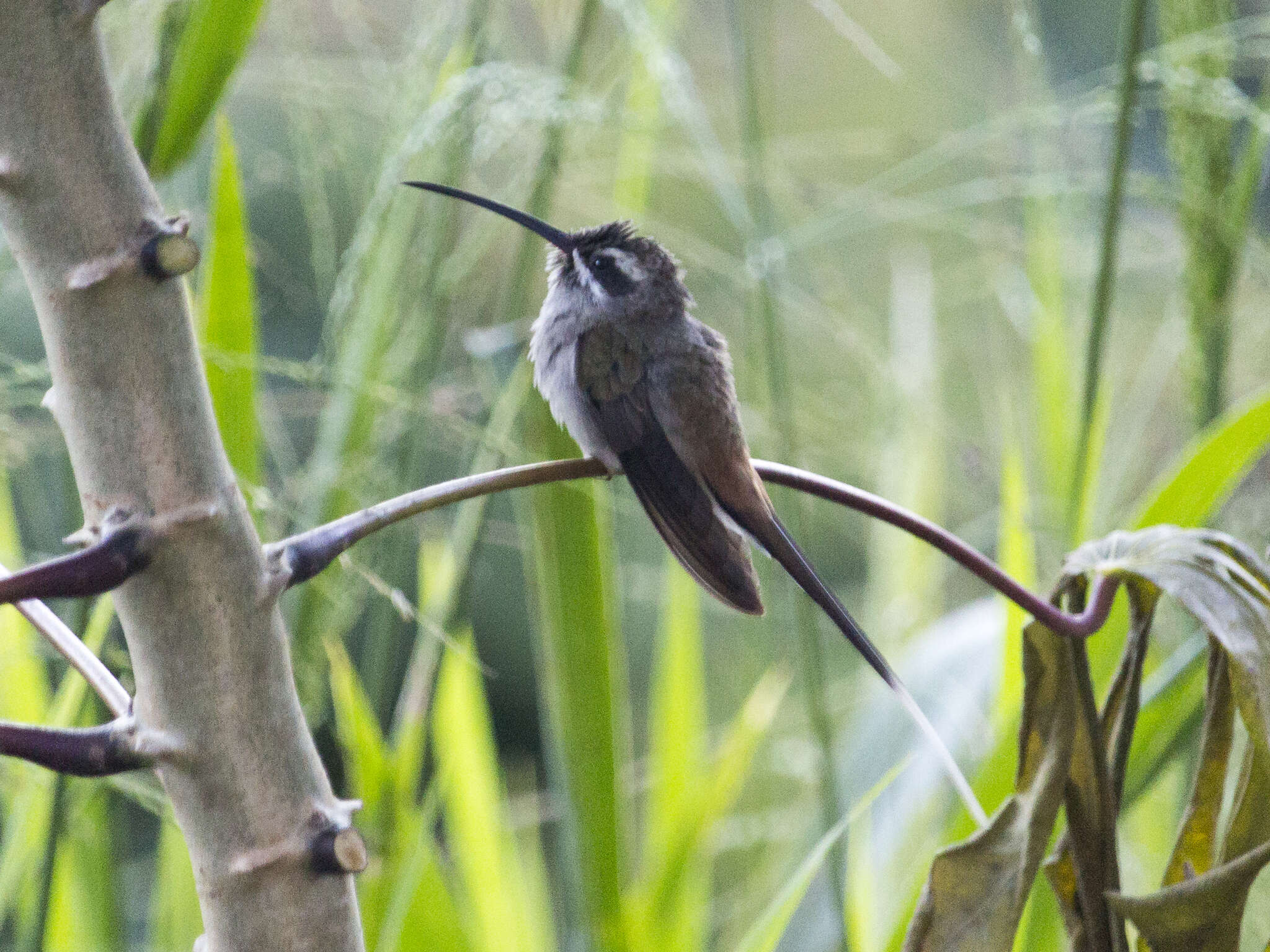 Image of Sooty-capped Hermit