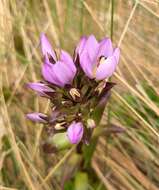 Image of Gentianella foliosa (Kunth) Fabris.