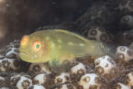 Image of Emerald coral goby