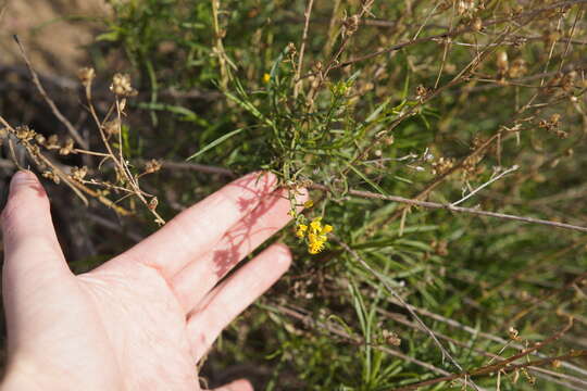 Image of San Joaquin snakeweed