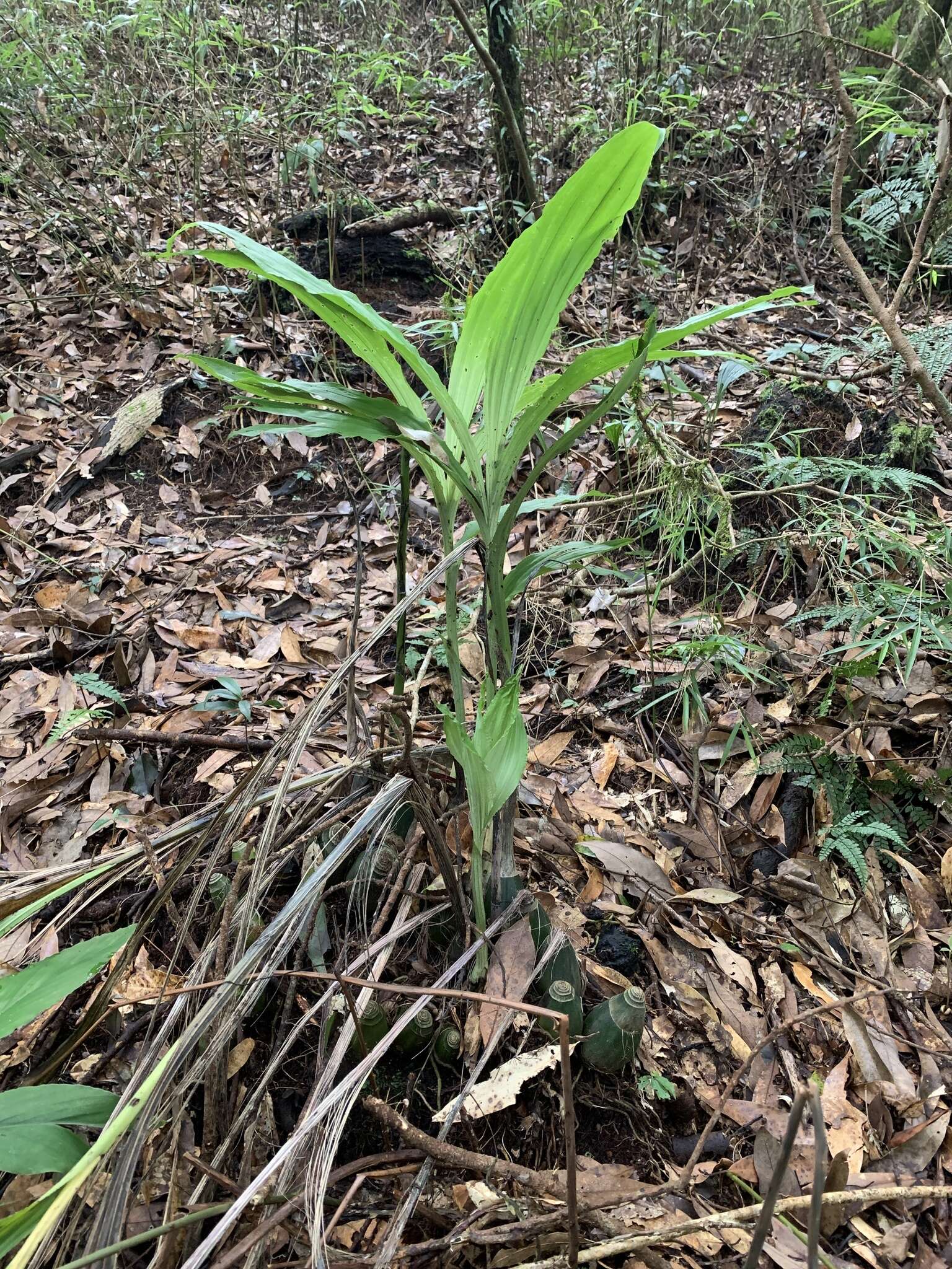 Image of Phaius flavus (Blume) Lindl.