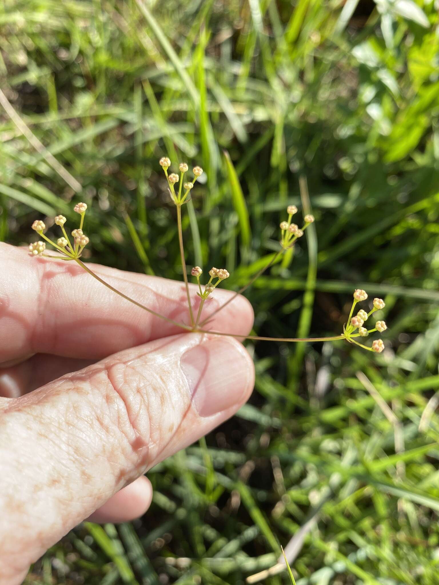 Image of Piedmont Cowbane