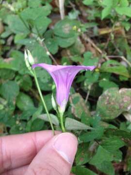 Слика од Ipomoea trifida (Kunth) G. Don