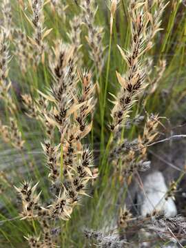 Image de Askidiosperma nitidum (Mast.) H. Linder