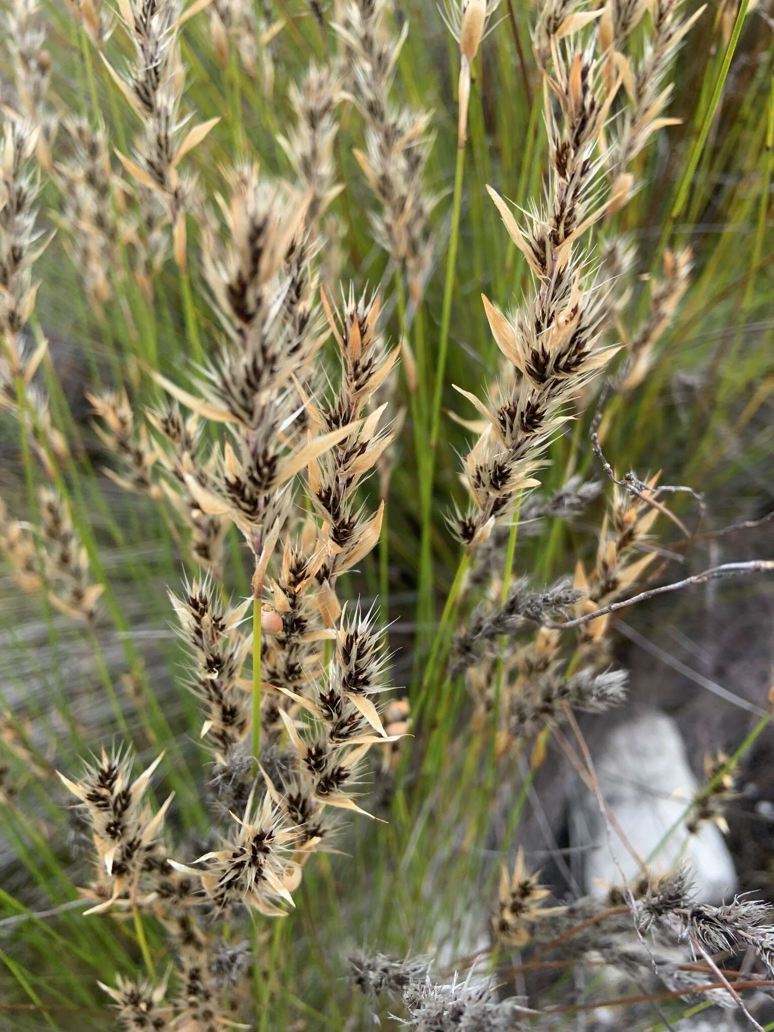 Image of Askidiosperma nitidum (Mast.) H. Linder