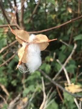 Image of upland cotton