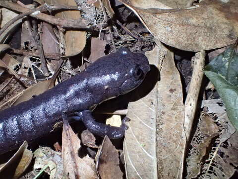 Image of Ringtail Salamander