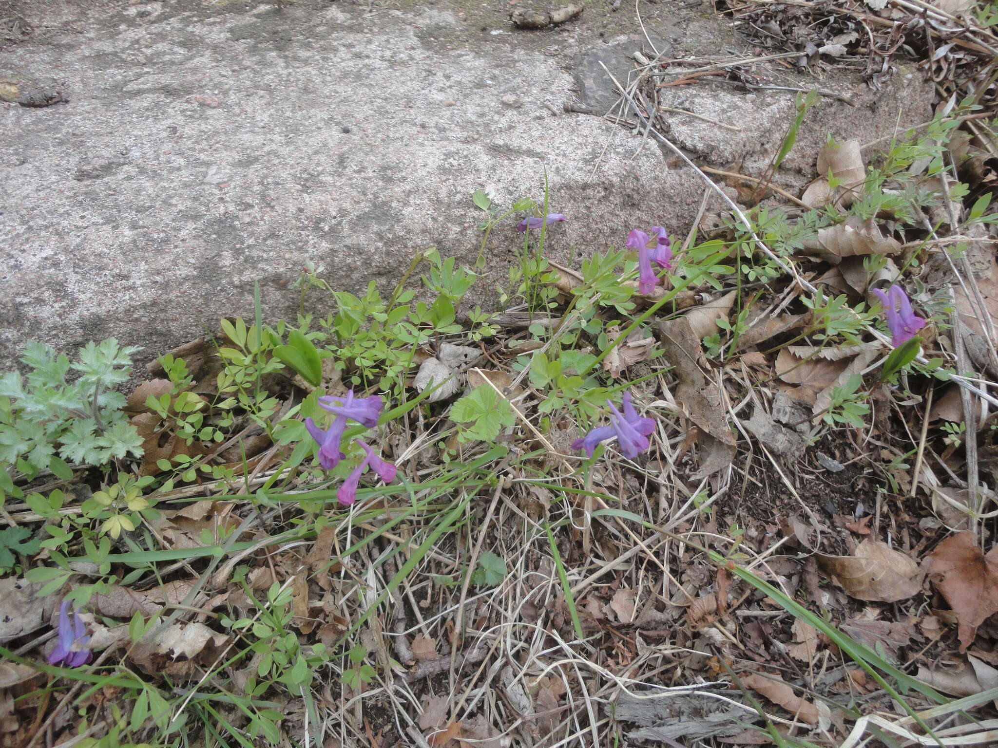 Imagem de Corydalis turtschaninovii Bess.