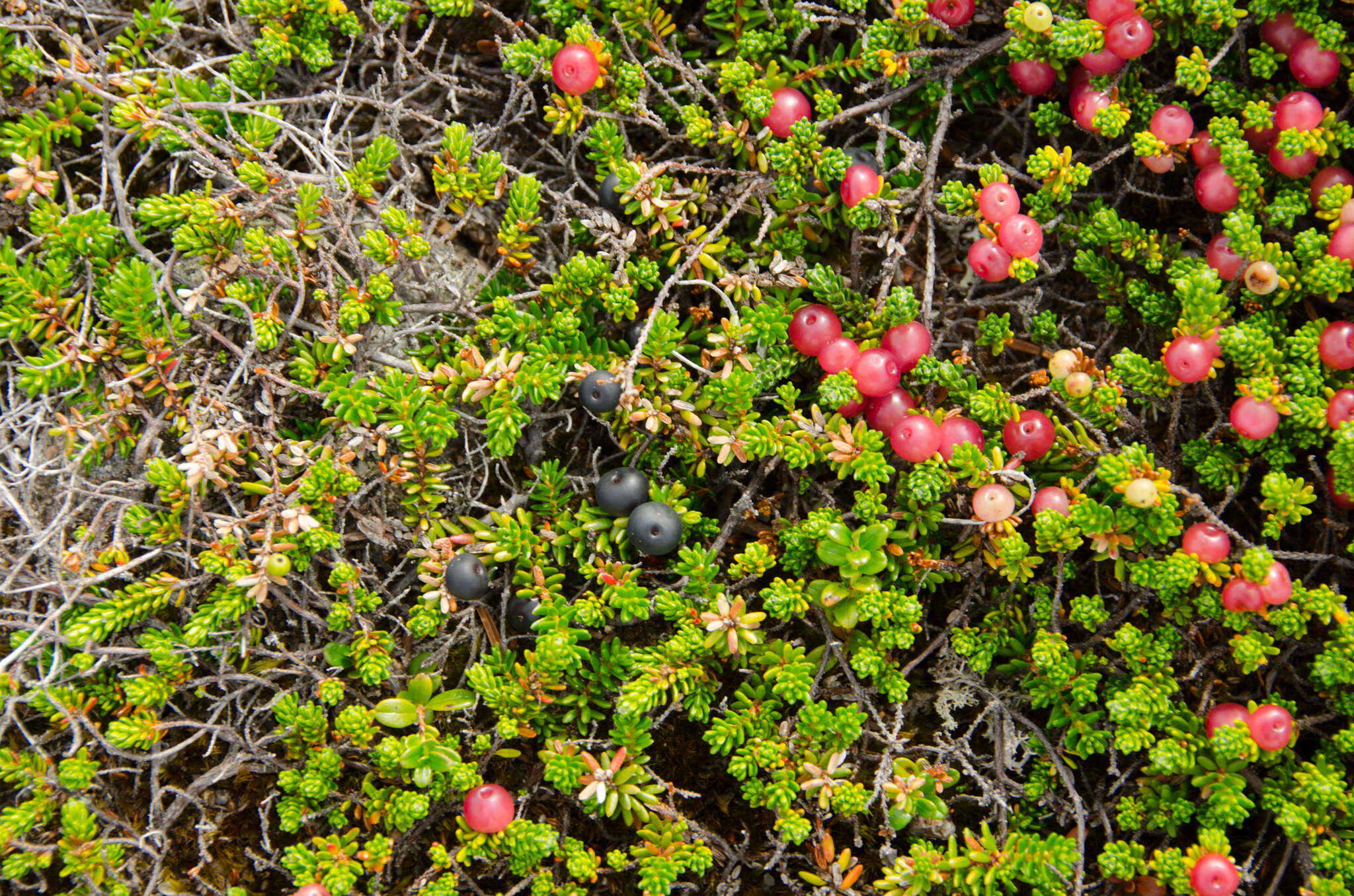 Empetrum eamesii Fern. & Wieg.的圖片