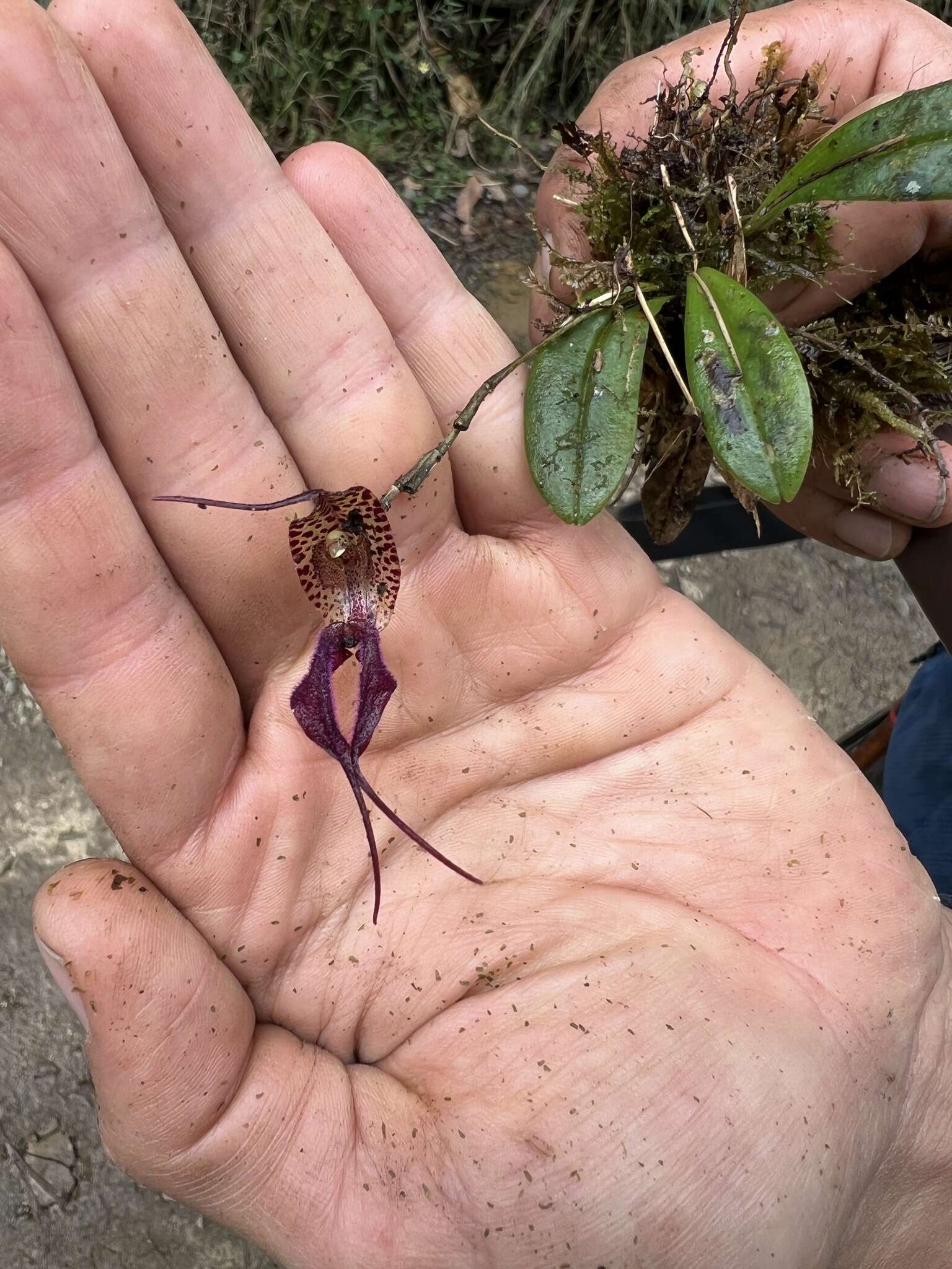 Image of Masdevallia heteroptera Rchb. fil.