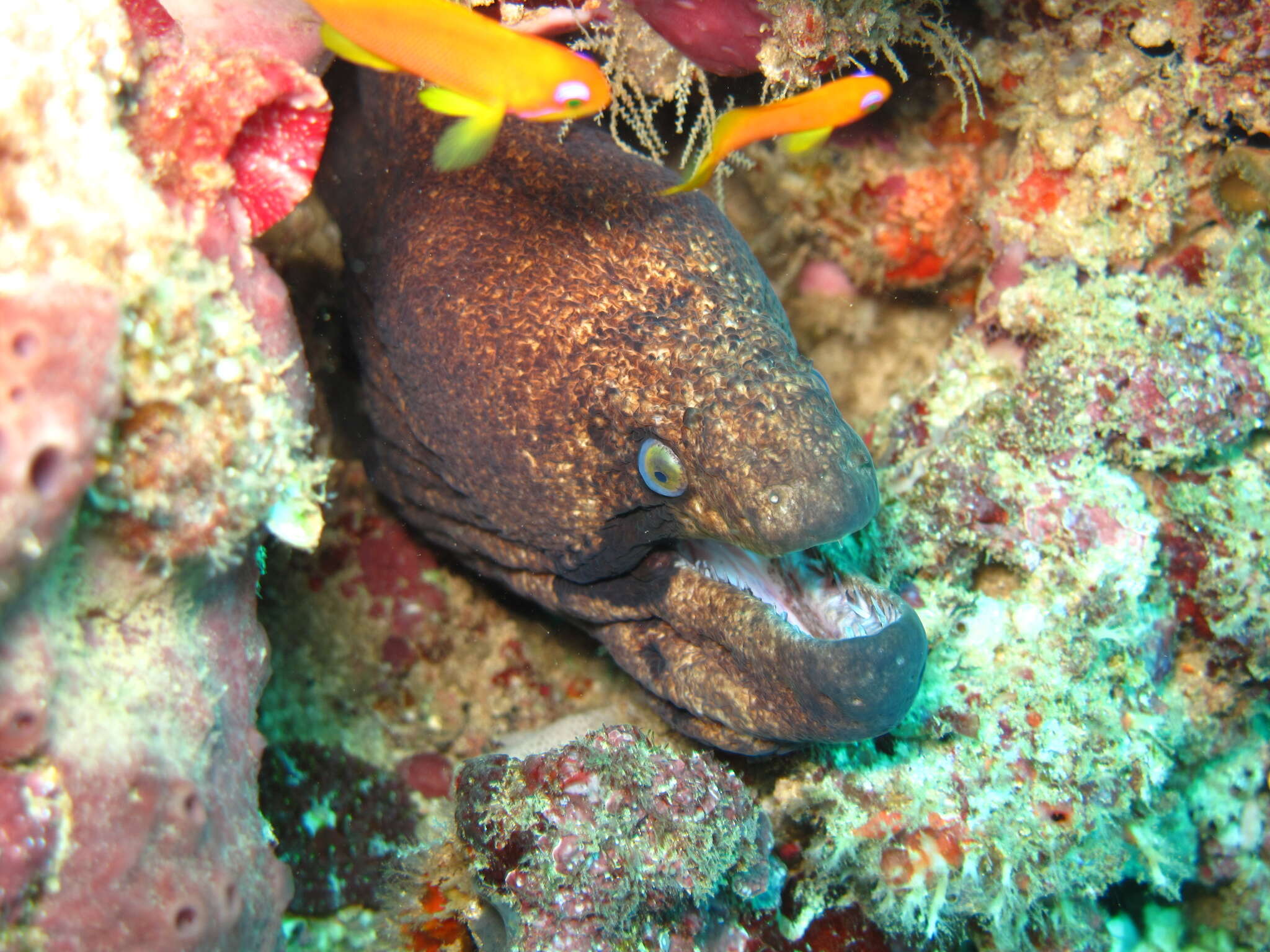 Image of Black cheek moray