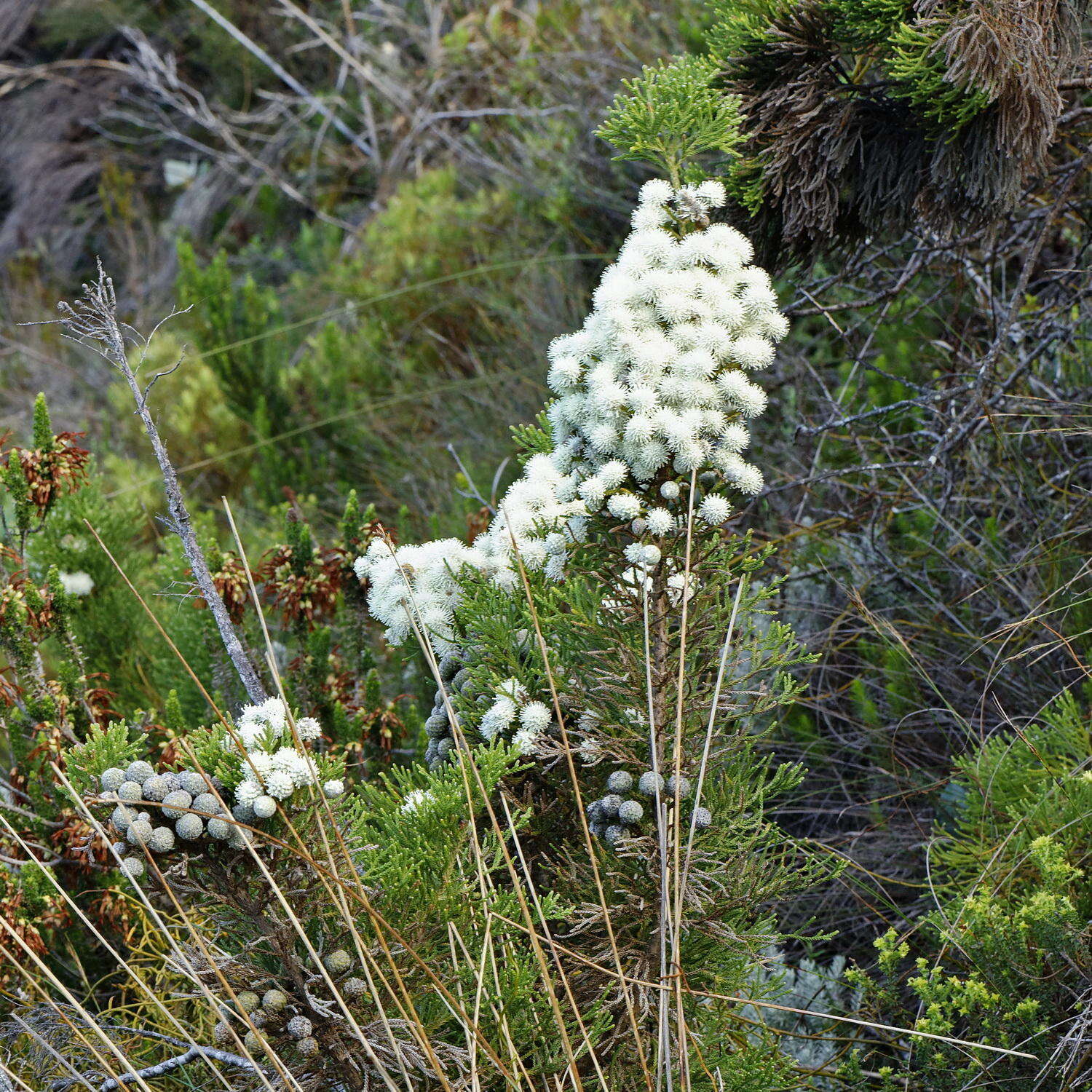 Image of Brunia noduliflora P Goldblatt & J. C. Manning