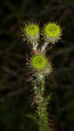 Image of Berkheya carduoides (Less.) Hutch.