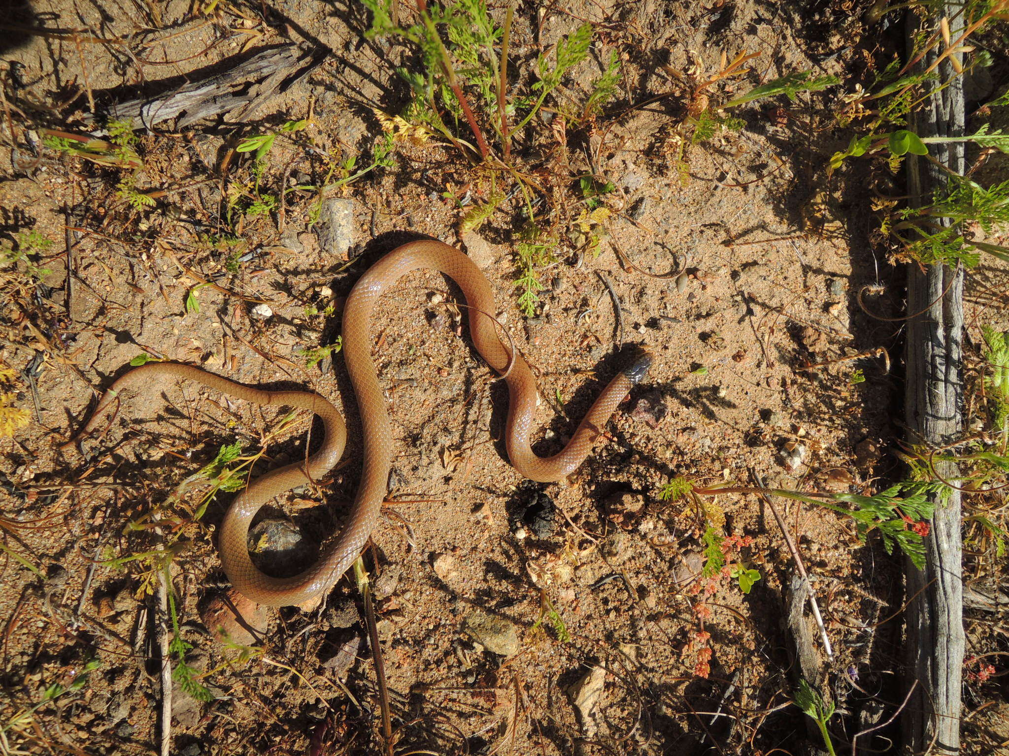 Image of Western Blackhead Snake