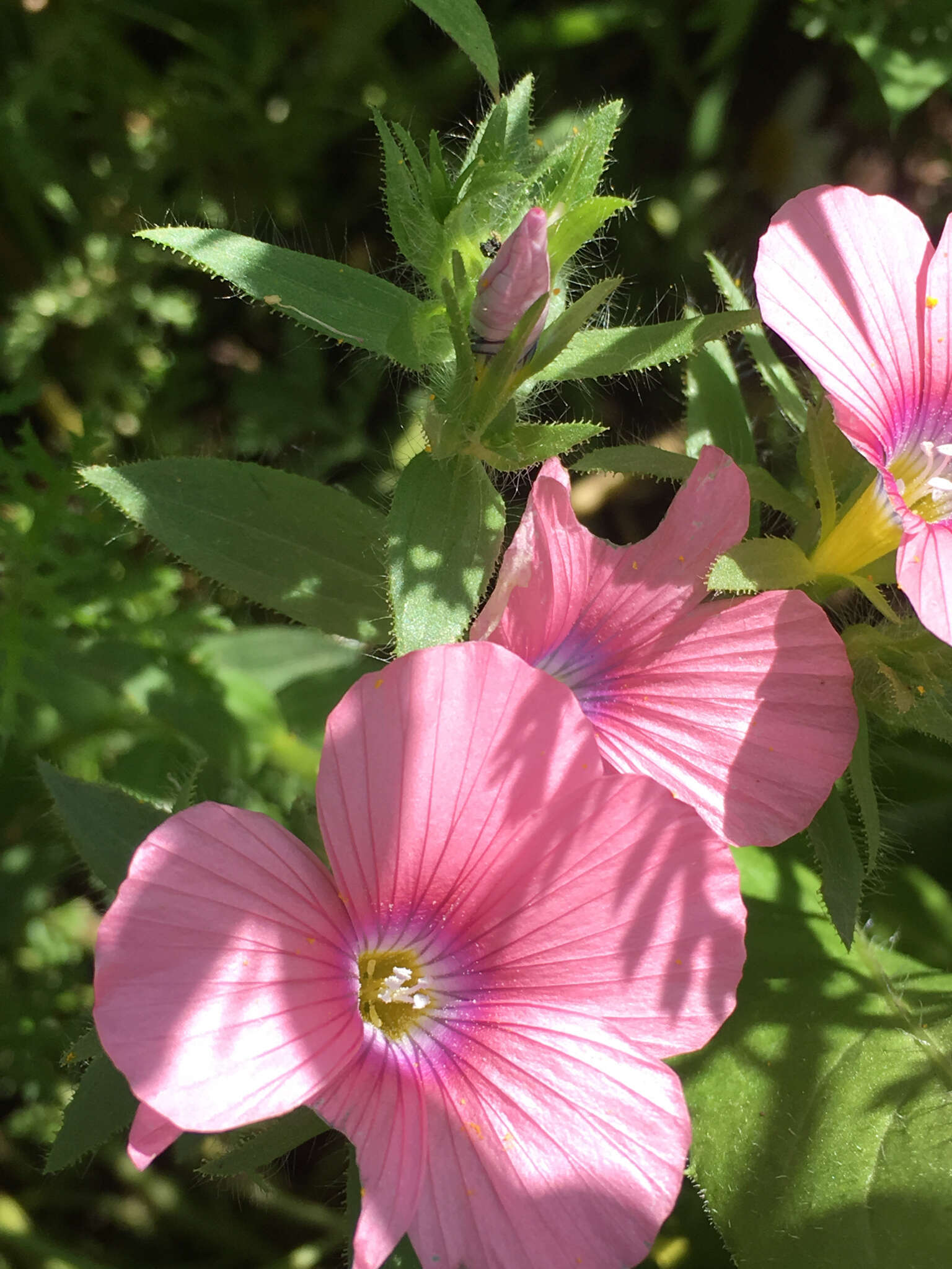 Image of Linum pubescens Banks & Solander