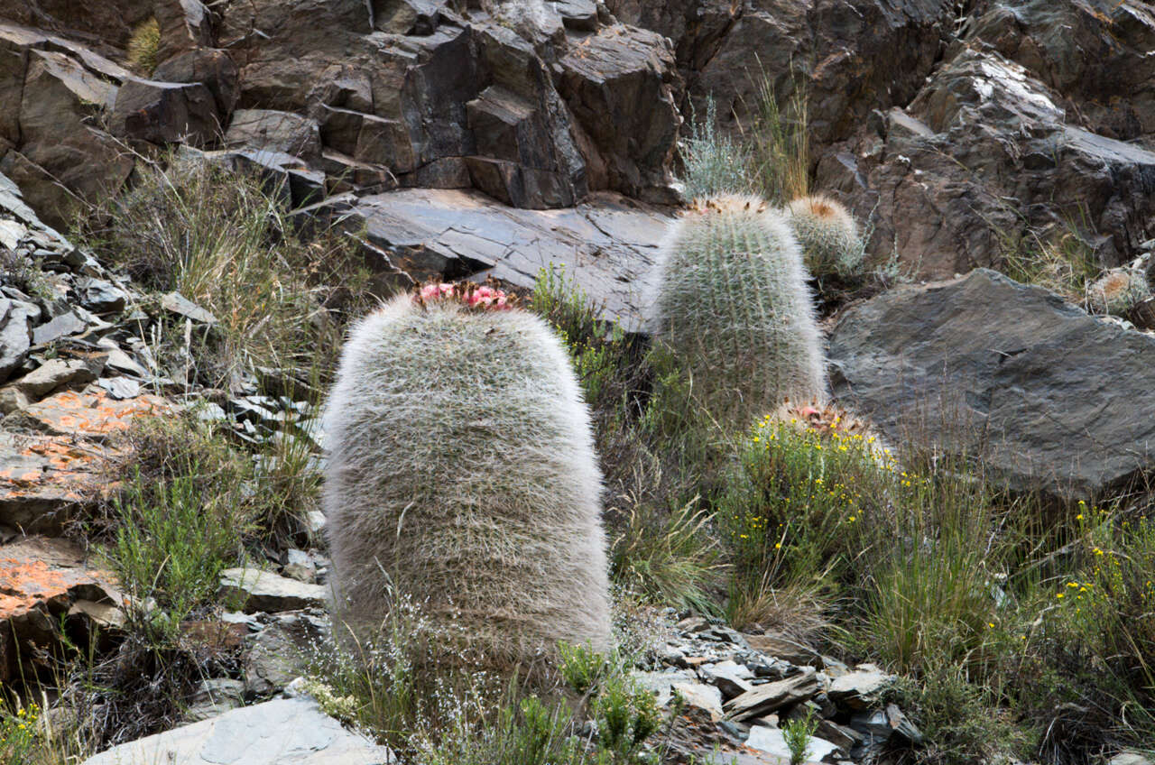 Echinopsis formosa (Pfeiff.) Jacobi ex Salm-Dyck resmi