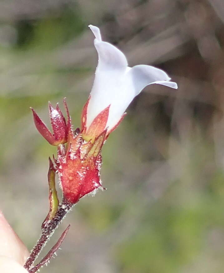 Image of Prismatocarpus rogersii Fourc.