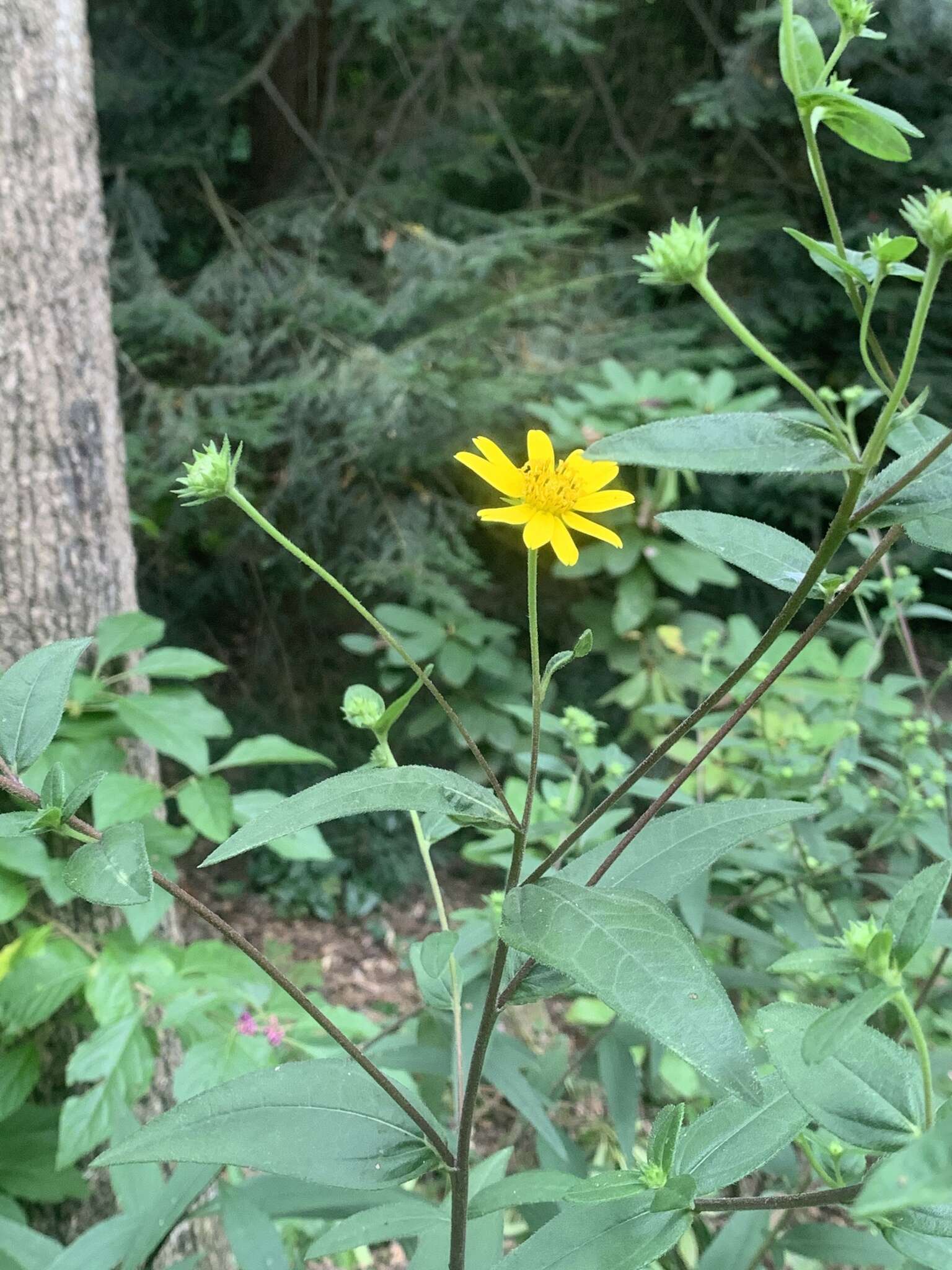 Image of Schweinitz's sunflower