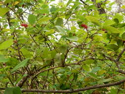 Imagem de Lonicera fragrantissima Lindl. & Paxt.