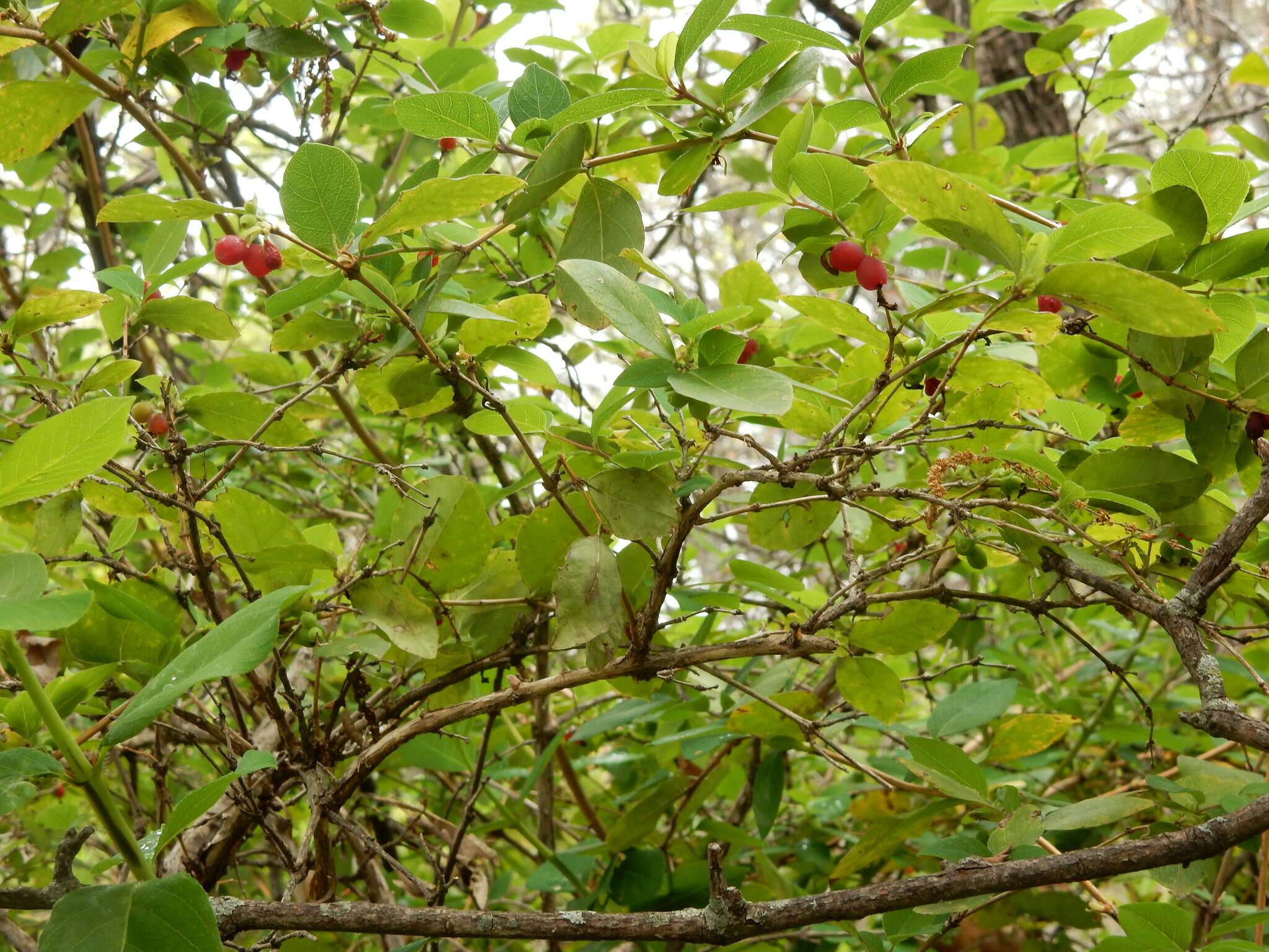 Imagem de Lonicera fragrantissima Lindl. & Paxt.