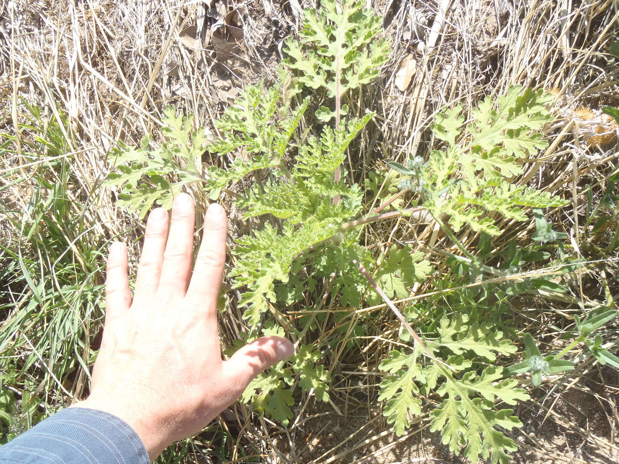 Image de Hedosyne ambrosiifolia (A. Gray) Strother